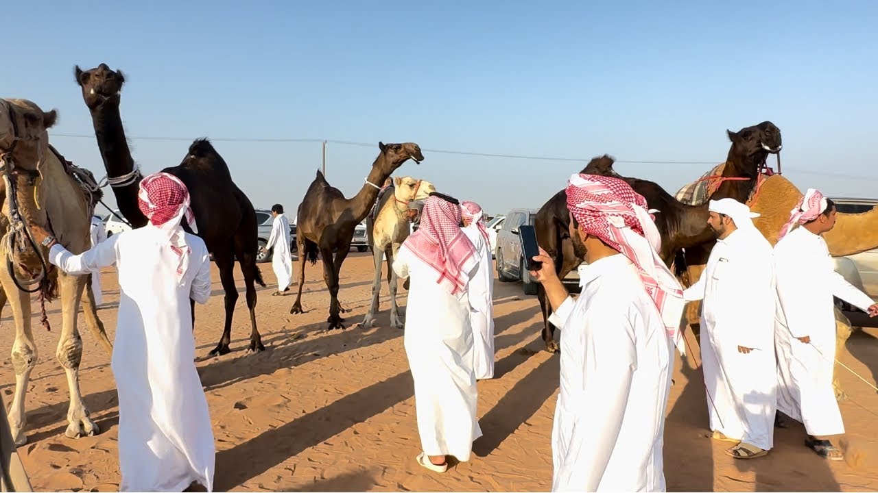 مزاينة سويحان اليوم الرابع دخول اللقايا مجاهيم والمحليات الاصائل