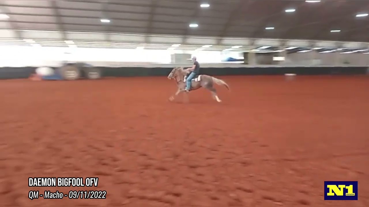 Daemon Bigfool OFV - potro do futuro 2026 de três tambores a venda