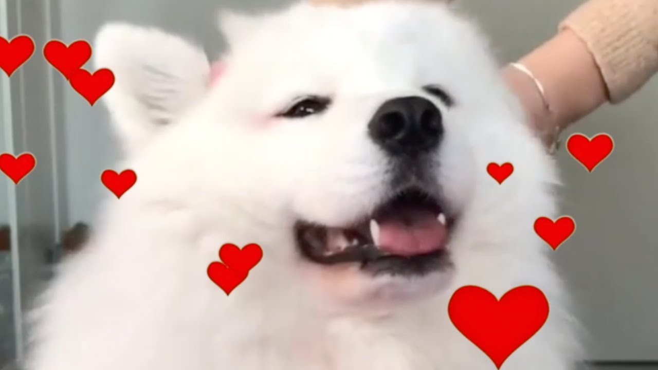 cuddling floofer - YouTube