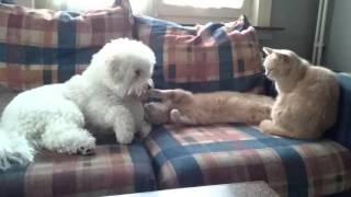 Bichon playing with cat