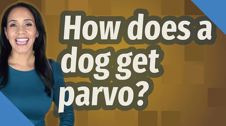 How does a dog get parvo? - DayDayNews