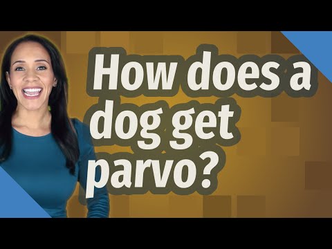 How does a dog get parvo?