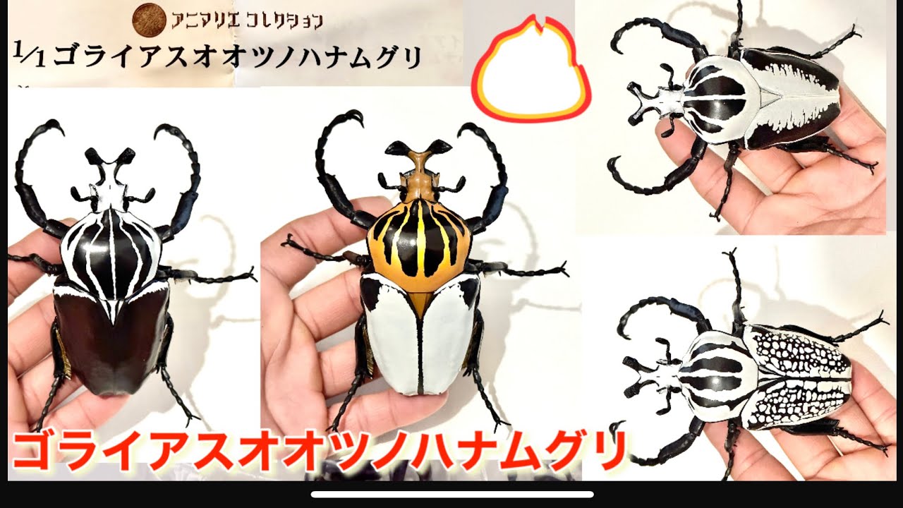 ゴライアスオオツノハナムグリ1/1ガチャ - YouTube