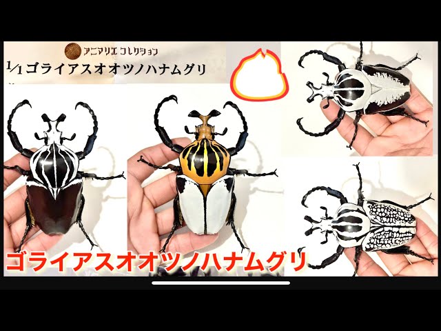 ゴライアスオオツノハナムグリ1/1ガチャ - YouTube