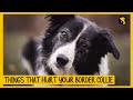 5 Things That Emotionally Hurt Your Border Collie