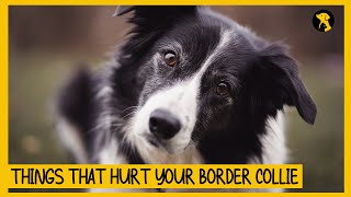 5 Things That Emotionally Hurt Your Border Collie