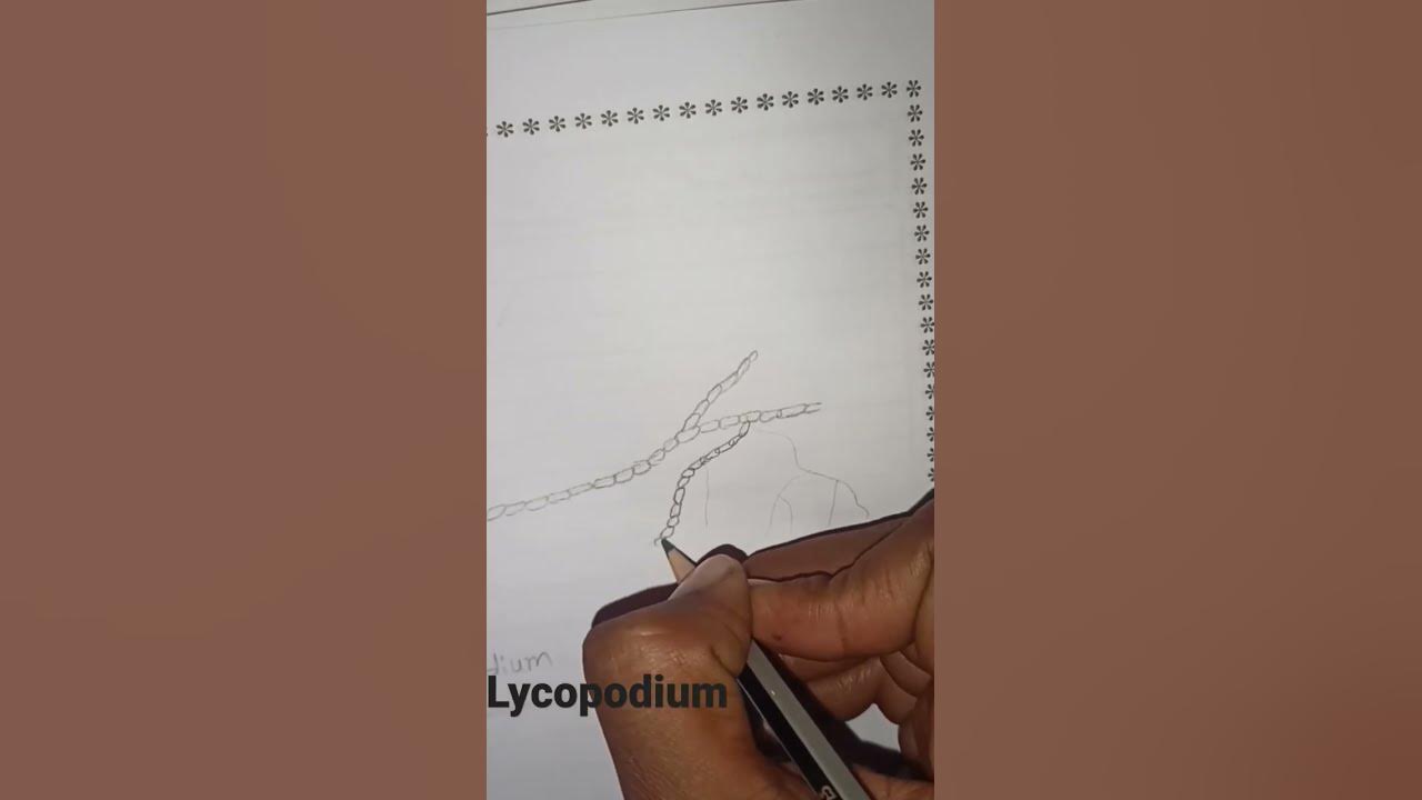 How to draw lycopodium step by step. structure of lycopodium. - YouTube