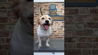 Doggy Daily Episode 167: Harvey the Jack Russell  #doggrooming #jackrussell #handstripping