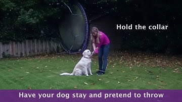 How To Teach A Dog To Stay During Fetch