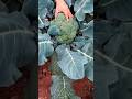 Harvesting Large Fresh Broccoli Manually by Hand from a Fertile Garden Plot During the Daytime