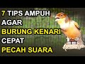 7 Tips Membuat KENARI Cepat GACOR dan Kicau KERAS!