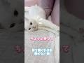目を開けたまま動かない猫 #cat #scottishfold #白猫 #しろねこミルク #ねこ #猫のいる暮らし #MILK #ミルク