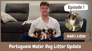 Addi's AKC Portuguese Water Dog Litter Reveal