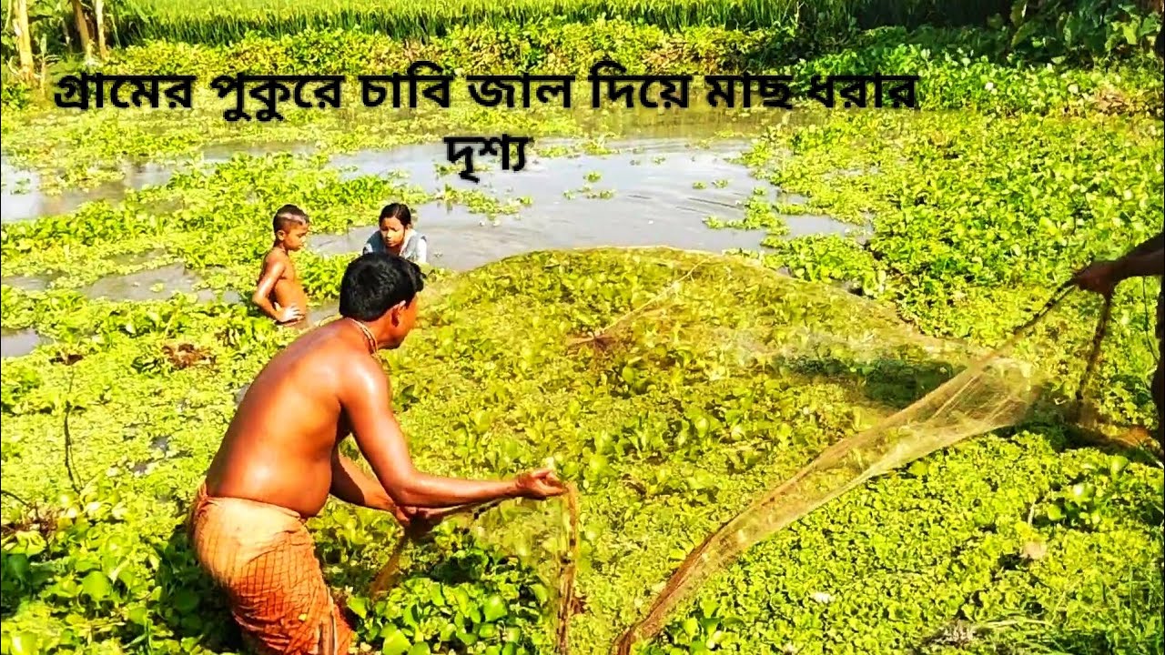গ্রামের পুকুরের চাবি জাল দিয়ে মাছ ধরার দৃশ্য। #video #love #fish #fishingvideo 