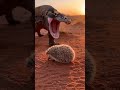 “Komodo Dragon Bites a Hedgehog… Instantly Regrets It 😳🦔⚡”#animals #shorts