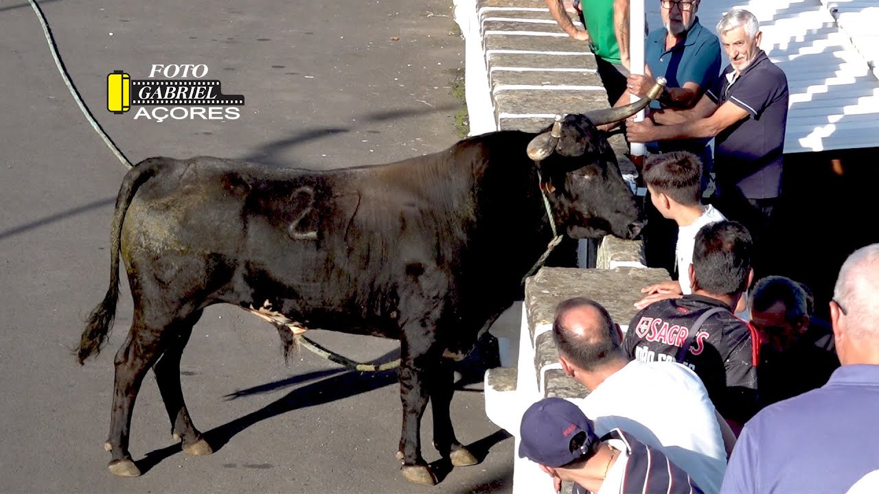 Tourada à Corda -Porto Martins 12-09-2025 Ganadeiro F.H.F.