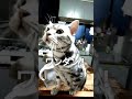 猫が喋った日本語【食べ物編】#猫 #まるも