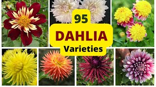 95  Different Dahlia Varieties with Name | Dahlia Flowers Name & Identification | Swaroopa Diaries