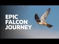 Why Amur Falcons Risk Everything for This 22000km Migration #facts #interestingfacts #amurfalcon
