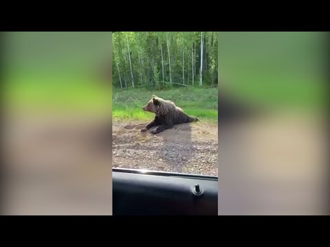 В Ханты-Мансийске ищут вышедшего в город медведя