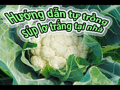 Video: Thẻ thu nhập ngân hàng: xếp hạng, loại, điều kiện và đánh giá