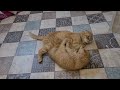 ПОДРАЛИСЬ😱 Кошка ФОКСИ и котенок Персик питомцы Даринелка Смешные животные