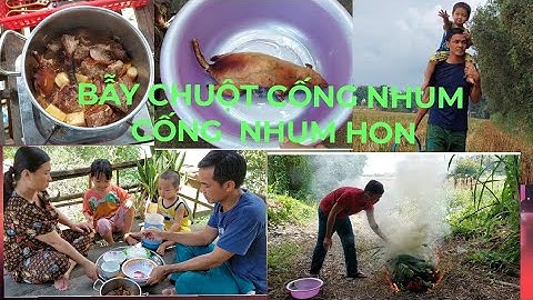 Bẫy chuột cống nhum, chế biến món Cống nhum hon đậm chất Miền Tây dân dã