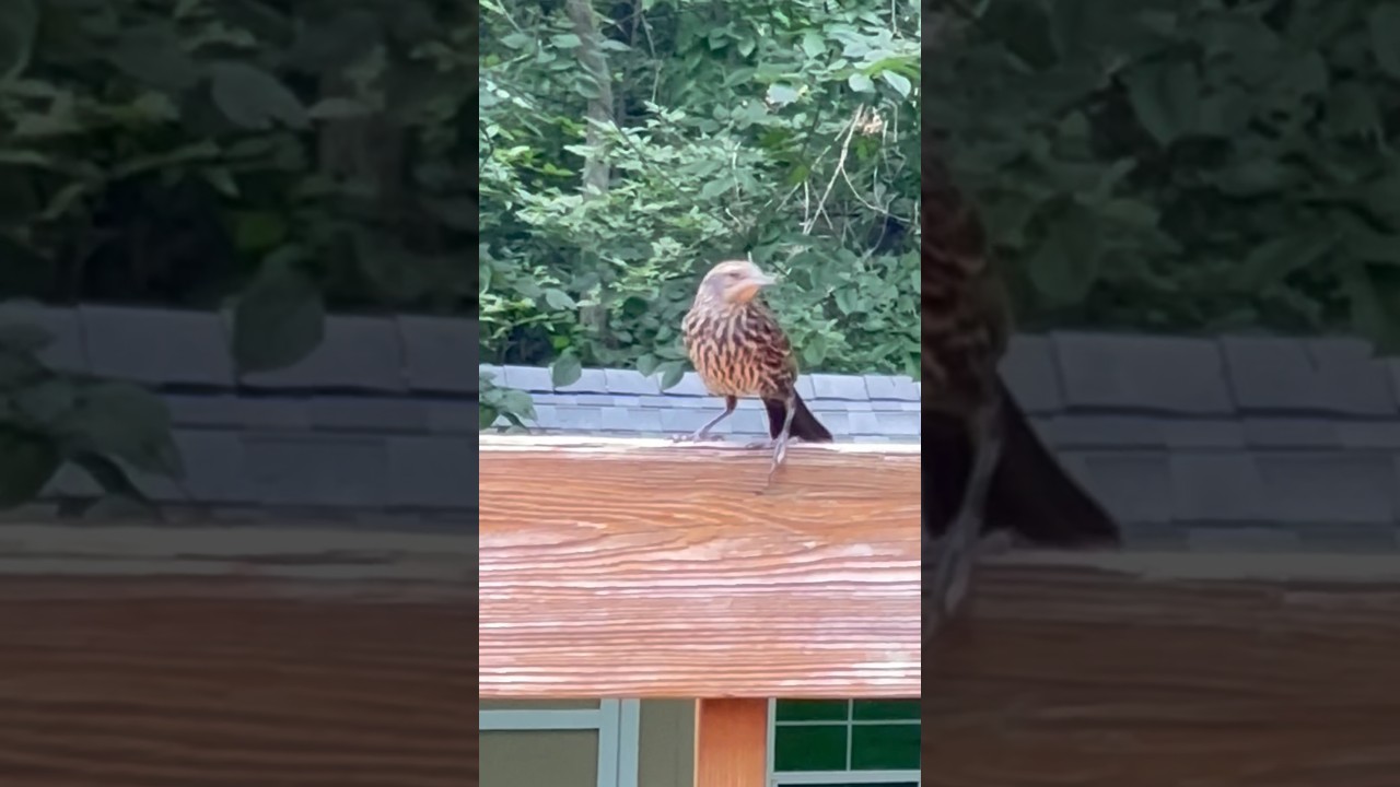Juvenile Red Winged Blackbird 
