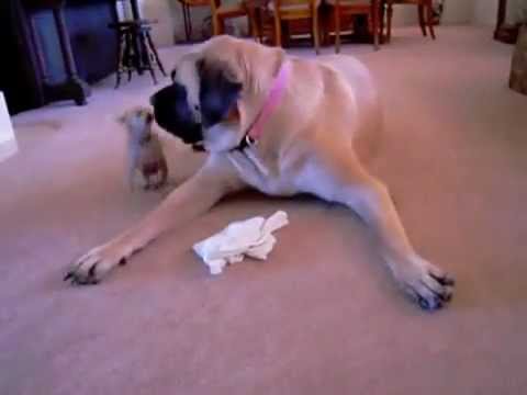 Tout Petit Chien Vs Gros Chien