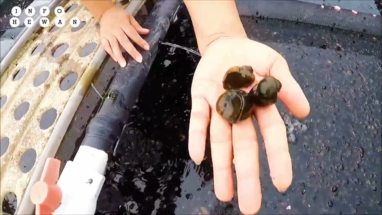 budidaya keong sawah moderen