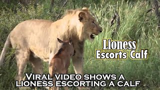 An Incredible Video Shows A Lioness Escorting A Young Wildebeest To Safety