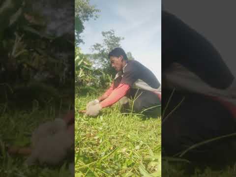 Ngambil rumput