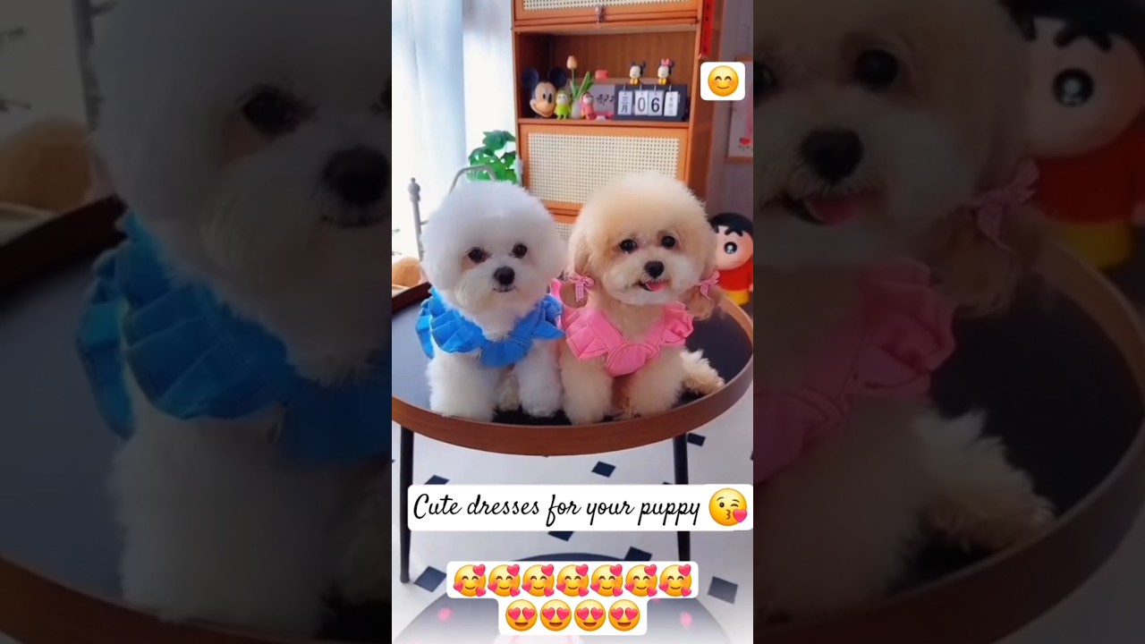 Cute dresses for your puppy. 