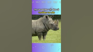 Tại Sao Động Vật Ăn Cỏ Thường Lớn Hơn Động Vật Ăn Thịt? #dongvat  #khampha #thegioidongvat #kienthuc