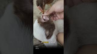 A Chicken Solved This Dog's Flea Problem 🐔🐕