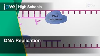 Dna Replication Chem Video Textbooks - Preview