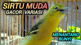 SIRTU GACORAN MUDA PANDAI MENANTANG BUNYI LAWAN 100% AMPUH UNTUK PANCINGAN SIRTU/CIPOH LAIN