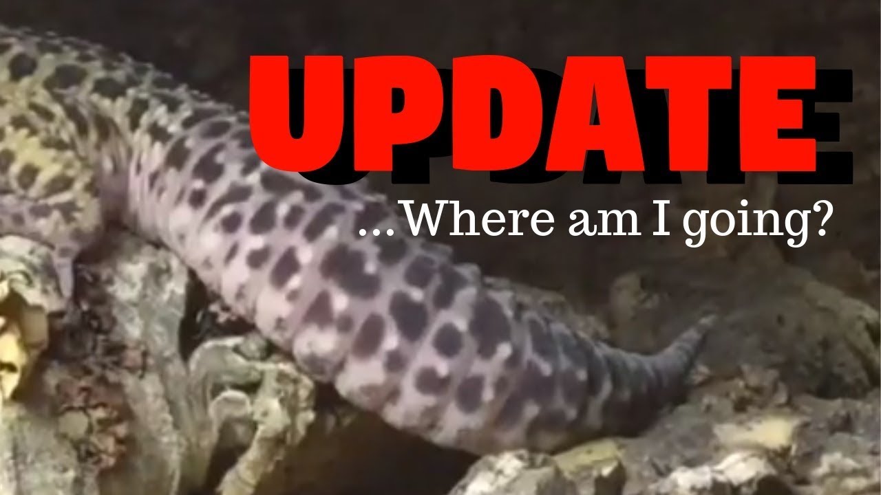 lizard skin grips Update - Where Am I Going?