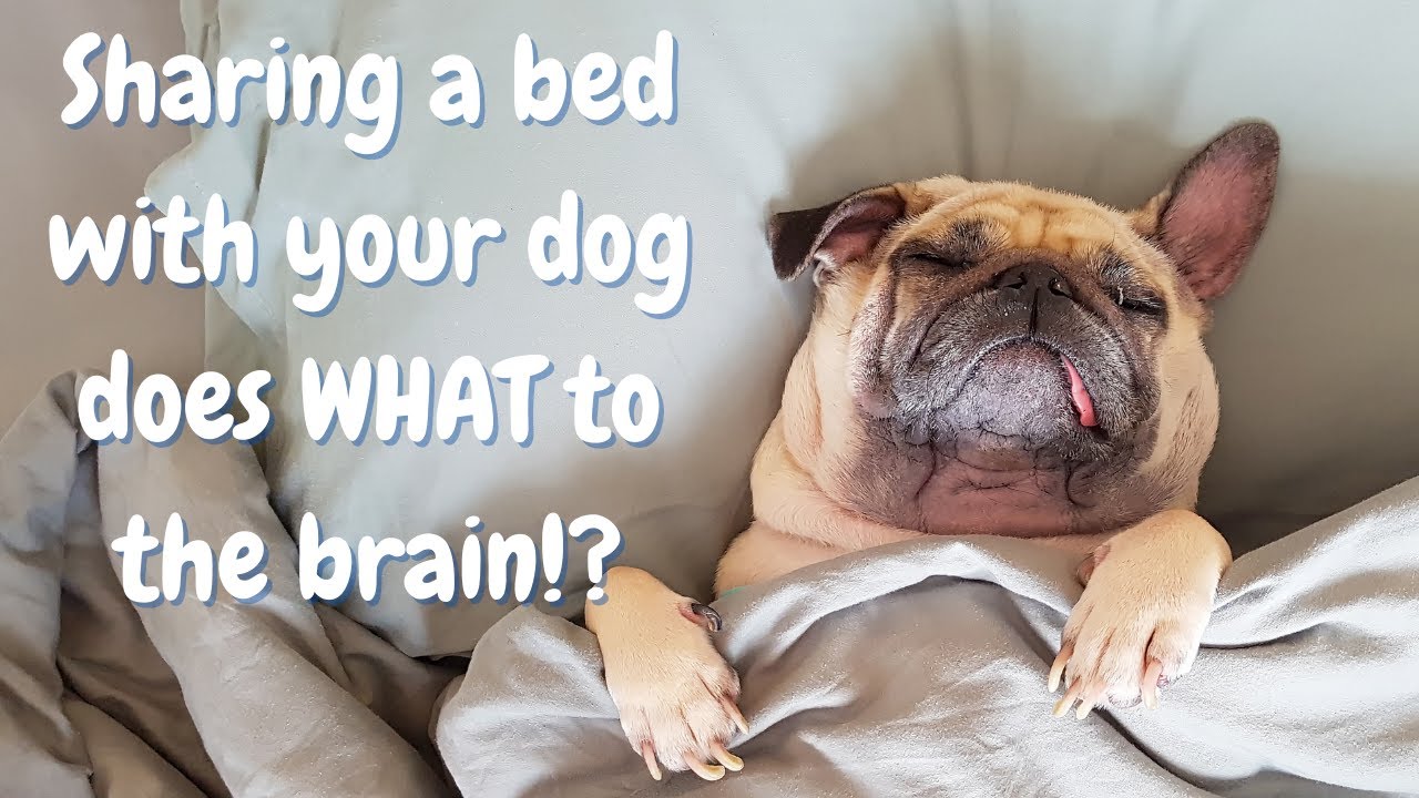Should You Let Your Dog Sleep In Bed With You? (6 SURPRISING HEALTH