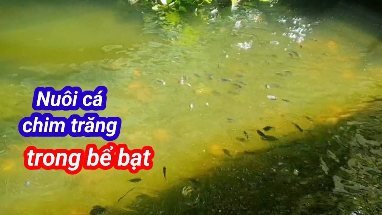 Nuôi cá chim trắng trong bể bạt #bophovequelapnghiep/Chủ nhật 47vilog 