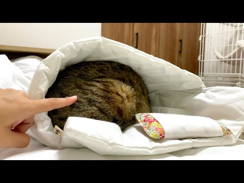 布団が気持ち良すぎて二度寝の誘惑に勝てない猫！