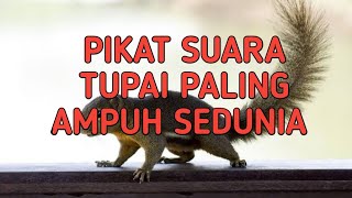 pikat suara tupai/bajing kelapa