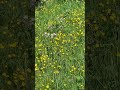 Meadow garden. #countrylife #meadows #wildgarden #summerflowers #wildflowers