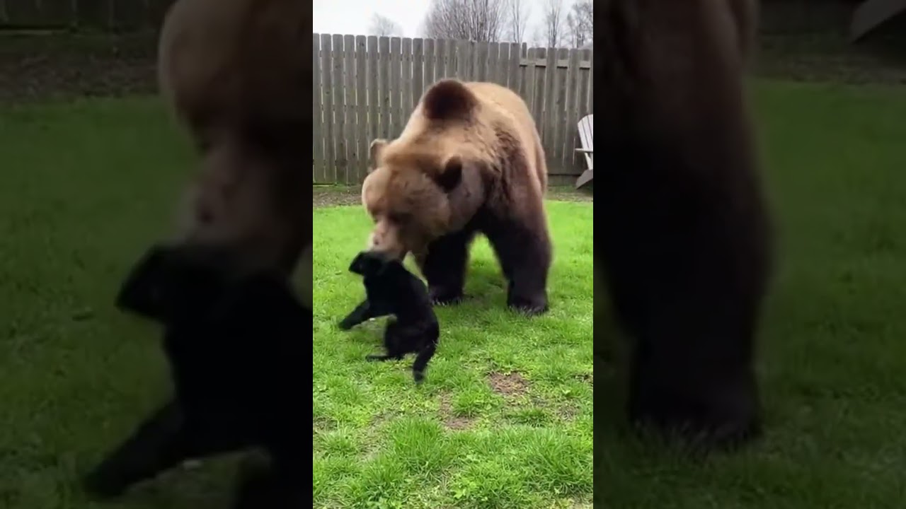 When a Brave Dog Faces a Giant Bear Courage Shines Bright 