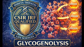 Glycogenolysis/Glycogen breakdown||Metabolism of Carbohydrates||CSIR NET LIFE SCIENCE 