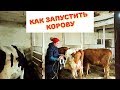 ВАЖНО! КАК ЗАПУСТИТЬ КОРОВУ.ОШИБКИ  КОРМЛЕНИЯ В СУХОСТОЙНЫЙ ПЕРИОД И ПОСЛЕ ОТЁЛА