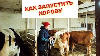 ВАЖНО! КАК ЗАПУСТИТЬ КОРОВУ.ОШИБКИ КОРМЛЕНИЯ В СУХОСТОЙНЫЙ ПЕРИОД И ПОСЛЕ ОТЁЛА