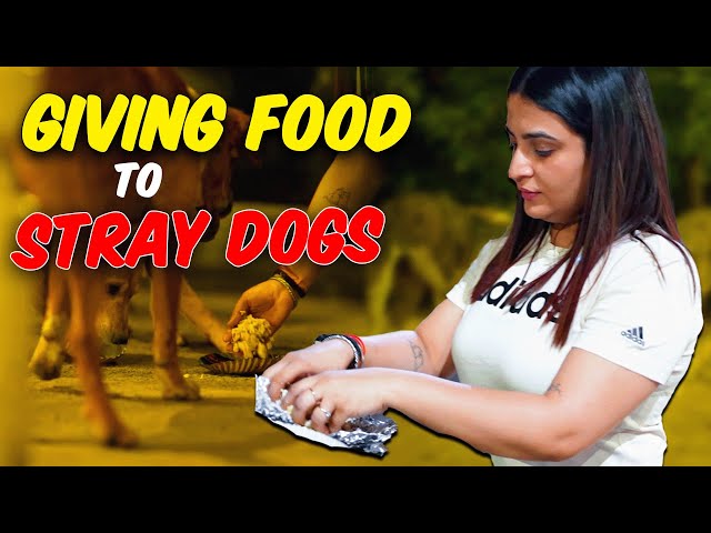 Giving Food To Stray Dogs🐶❤️DAY 4✅ 30 DAYS CHALLENGE🔥 - Kirti Mehra class=