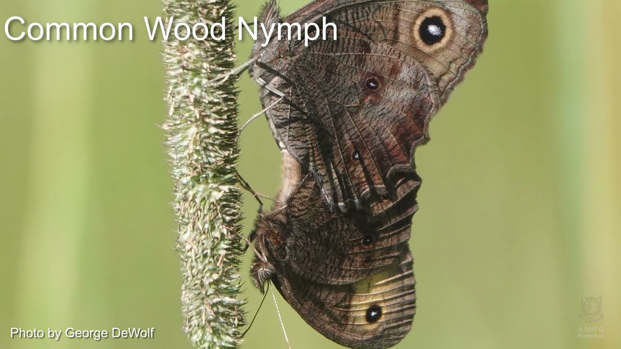 Common Wood Nymph