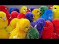 World Cute Chickens, Colorful Chickens, Rainbows Chickens, Cute Ducks, Cat, Rabbits,Cute Animals🐤